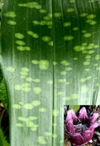 Aspidistra sichuanensis 'Well Spotted'